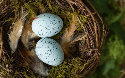 Your Retirement Nest Egg – A Carton Full of Options
