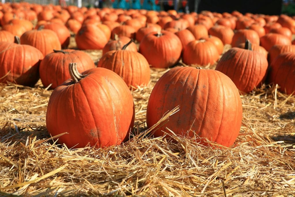 Fall Festivities and Socializing- Safely