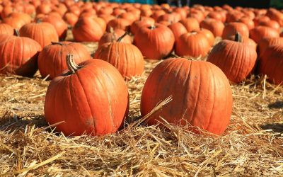 Fall Festivities and Socializing- Safely